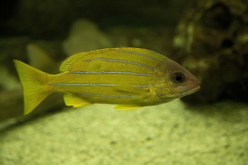 Lutjanus quinquelineatus, five-lined snapper, blue-striped snapper (Lutjanus quinquelineatus).