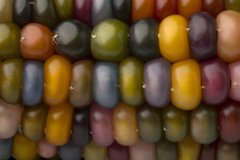  Close Up Of Colorful Gem Glass Corn On Cob