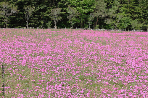 Shibazakura Pink Moss Kawaguchiko At Yamanashi Phlox Shibazakura Pink Moss Kawaguchiko At Yamanashi Phlox Flowers And Red Of