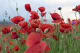 Fototapeta Maki - Beautiful field of red poppies