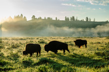 Backlit Images Of A Group Of Bison In The Hayden Valley Area Of Yellowstone National Park
