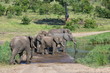 beautiful herd of elephants drinking near Pioneer Dam in Kruger National park in South Africa