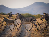 Fototapeta Sawanna - Family of three zebras crossing dirt road in Palmwag concession during afternoon, Namibia, Southern Africa