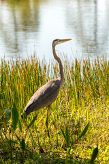 Wall Mural - great blue heron 4