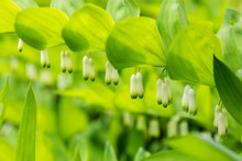 Close-up Polygonatum Or King Solomon's Seal With Little White Bell Flowers Hanging Beneath The Leaves In The Forest