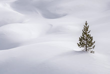 Pine Tree On Snowy Landscape