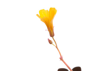 yellow small flower isolated