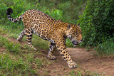 Jaguar in Amazon rain forest