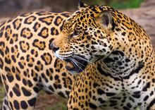Jaguar In Amazon Rain Forest