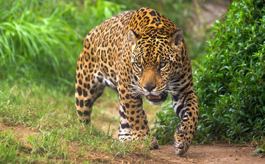 jaguar in amazon rain forest