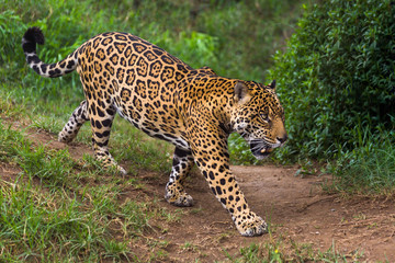 jaguar in amazon rain forest