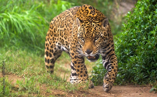 Jaguar in Amazon rain forest Poster Mural XXL