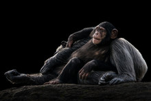 Baby Chimpanzee And Mother