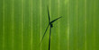 Drone view of an agricultural land with the silhouette of a wind turbine