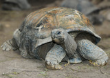 The Aldabra giant tortoise (Aldabrachelys gigantea), from the islands of the Aldabra Atoll in the Seychelles
