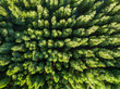 Top view of a green forest. Natural background. Drone photographу