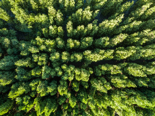 Wall Mural - Top view of a green forest. Natural background. Drone photographу