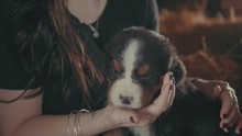 Young Puppy Sniffs And Licks A Young Woman's Arm And Hand While Sitting On Hay Bales In A Barn