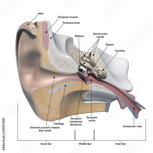 Human Ear Anatomy Cross Section View With Labels On White Stock Illustration Adobe Stock