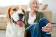 © Seventyfour - Portrait of gorgeous purebred beagle dog sitting with his senior owner on floor at home enjoying time together, focus on foreground, copy space