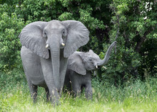Mother Elephant With Baby Raising Trunk