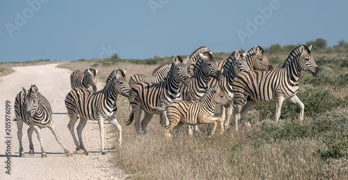 Fotografie, Obraz A herd of zebra cross a road in Namibia, but one seems indecisive