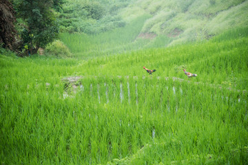 Beautiful scenery during  of the Pa Pong Piang rice terraces(paddy field) at Mae-Jam,Chaingmai Province in Thailand.