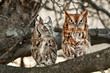 Pair of Eastern Screech Owls, Gray and Rust, Sitting in a Tree