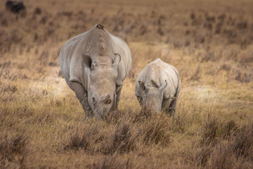 Wall Mural - Africa. Kenya. African rhinoceros. Two rhinos in the wild. Anima