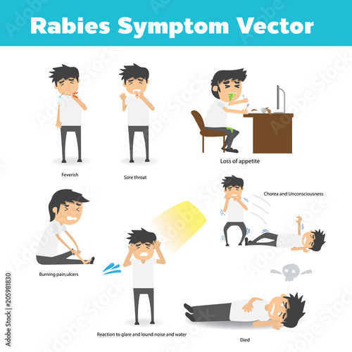 rabies symptoms Stock Vector Adobe Stock