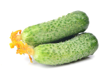 Sticker - Fresh cucumber