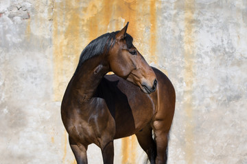 Bay horse look back isolated on light background