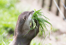 Small Claw Otter Gathering Nest Material