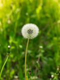 Fototapeta Dmuchawce - Dandelion in the green grass.
