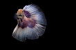 Siamese Fighting Fish | Betta Fish | Front view | White Silver color