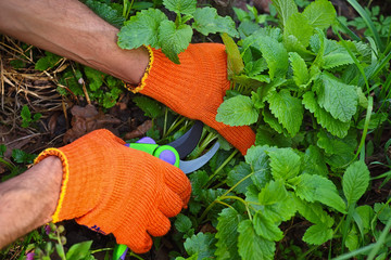 Sticker - Man's hands harvesting fresh melissa on garden