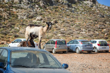 Goats Standing On A Car In An Outside  Parking Lot In Crete, Greece