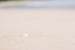 seashell in sand on the beach