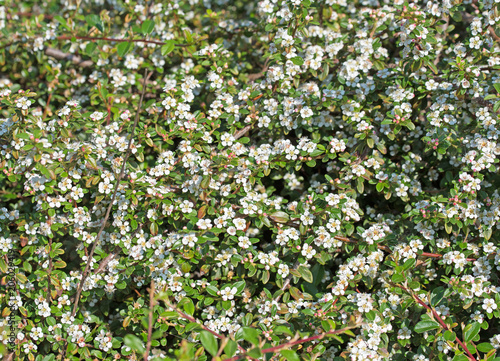 Bluhende Teppich Zwergmispel Cotoneaster Dammeri Buy This Stock