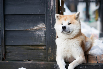 Sitting Akita Inu dog 