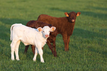 Two Young Calves In The Pasture With Green Grass