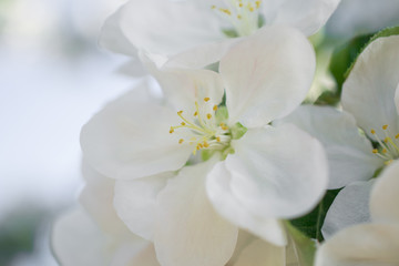 Wall Mural - White apple blossom flowers in spring garden. Soft selective focus.  Floral natural background spring time season.