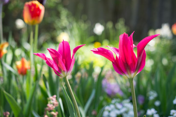 Wall Mural - Tulips and other colorful flowers in the spring rural garden as floral background. Soft focus.