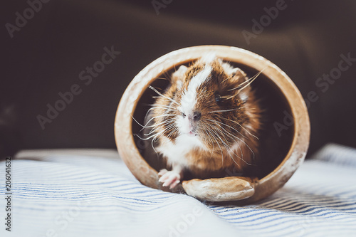 Bebe Cochon D Inde Marron Et Blanc Buy This Stock Photo And Explore Similar Images At Adobe Stock Adobe Stock
