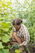 © Kzenon - Beautiful woman working in green house on tomatoes