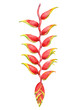 Watercolor beautiful heliconia flower. Hand drawn illustration isolated on white background. 
