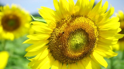 Poster - Sunflower field landscape
