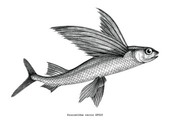 exocoetidae or flying fish hand drawing vintage engraving illustration