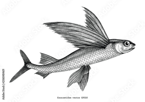 Fotografía Exocoetidae or Flying fish hand drawing vintage engraving illustration