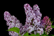 Spring Branch Of Blossoming Lilac, Lilac On Black Background.